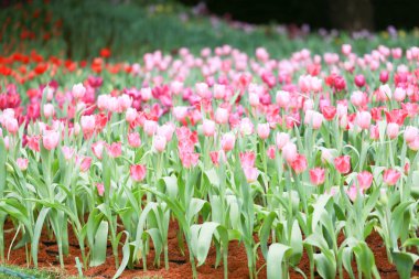 Renkli laleler alanı, yeşil yaprakları ve arka plan olarak bulanık çiçekler ile yaz çiçekleri