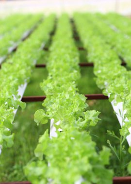 Sağlıklı ve diyet gıda için organik çiftlikte Hydroponics sebze. Yeşil çevre ve sağlıklı için modern yetiştirme tarım