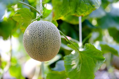Çiftlikte Japon karpuzuna taze ve iyi davran. Yeşil kavun serada. Yeşil kavun. Tatlı ünlü Japon meyve çiftliği