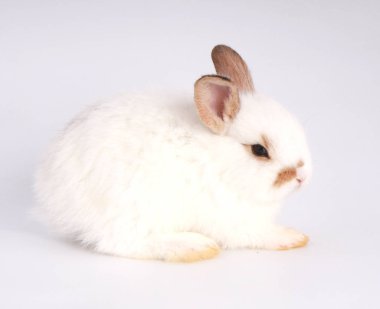 Beyaz arka planda bebek sevimli tavşan. Genç sevimli tavşan iş başında. Kabarık saçlı sevimli bir evcil hayvan. Paskalya sembol kutlama olarak tavşan var. 