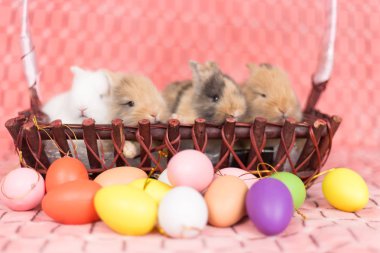 Renkli Paskalya yumurtaları olan yeni doğmuş tavşanlar.