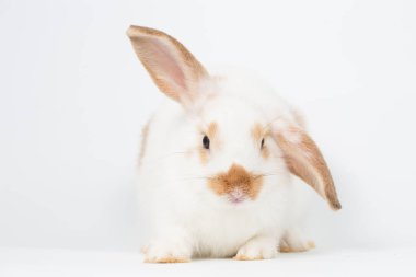 Genç izole, beyaz arka plan üzerinde tavşan