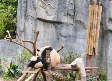 Dev bir panda, Çin 'de nadir bulunan sevimli bir doğal yaşam formu. Chongqing.