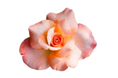 Beyaz arka planda izole edilmiş renkli yaz çiçeklerinin kapatılması 