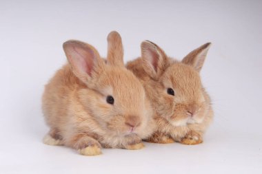 Beyaz arka planda bebekler sevimli tavşanlar. Genç sevimli bunnies eylem. Kabarık saçlı sevimli evcil hayvanlar. Paskalya güzel küçük tavşan