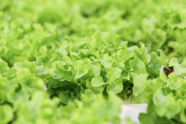 Sağlıklı ve diyet gıda için organik çiftlikte Hydroponics sebze. Yeşil çevre ve sağlıklı için modern yetiştirme tarım