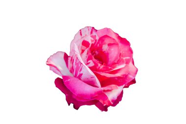 Beyaz arka planda izole edilmiş renkli yaz çiçeklerinin kapatılması 