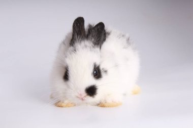 Beyaz arka planda bebek sevimli tavşan. Genç sevimli tavşan iş başında. Kabarık saçlı sevimli bir evcil hayvan. Paskalya sembol kutlama olarak tavşan var. 