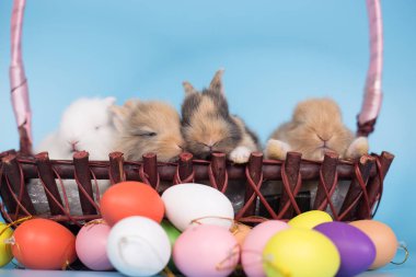 Renkli Paskalya yumurtaları olan yeni doğmuş tavşanlar.