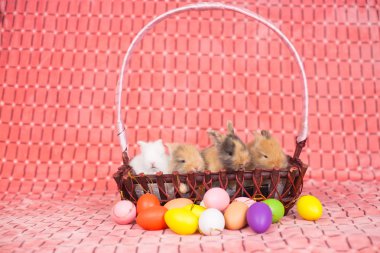 Renkli Paskalya yumurtaları olan yeni doğmuş tavşanlar.
