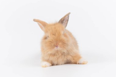 Beyaz arka planda 1 aylık yavru tavşan