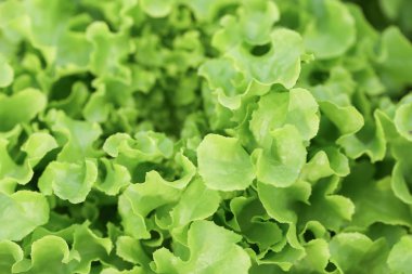 Sağlıklı ve diyet gıda için organik çiftlikte Hydroponics sebze. Yeşil çevre ve sağlıklı için modern yetiştirme tarım