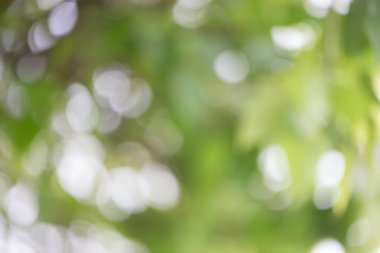 Yeşil taze ve güzel bokeh ışıkları