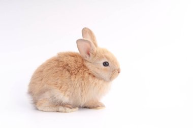 Beyaz arka planda bebek sevimli tavşan. Genç sevimli tavşan iş başında. Kabarık saçlı sevimli bir evcil hayvan. Paskalya sembol kutlama olarak tavşan var. 