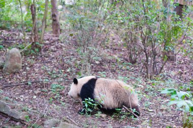Dev bir panda, Çin 'de nadir bulunan sevimli bir doğal yaşam formu. Chongqing.