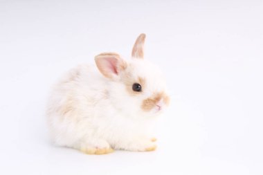 Beyaz arka planda bebek sevimli tavşan. Genç sevimli tavşan iş başında. Kabarık saçlı sevimli bir evcil hayvan. Paskalya sembol kutlama olarak tavşan var. 