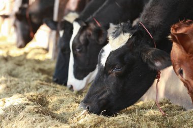 Ahırda ya da kırsal kesimde süt ineği yetiştiren bir sürü inek var. İnek, süt ürünleri endüstrisinde ot yiyor.
