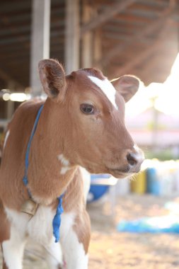 Çiftlikteki inek ya da sığırlar. Süt veya süt için tatlı kahverengi sığır sütü yetiştiriciliği