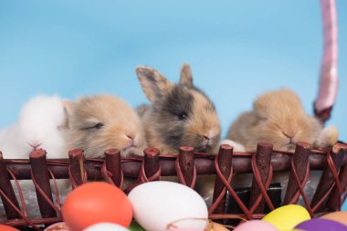 Renkli Paskalya yumurtaları olan yeni doğmuş tavşanlar.