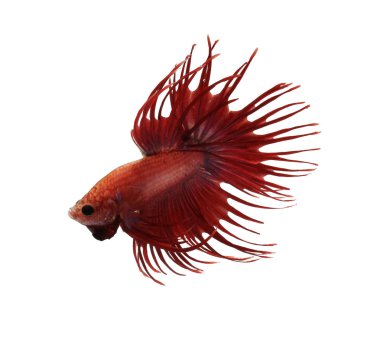 Beyaz arka planda savaşan Siyam Balığı. Renkli küçük su hayvanı