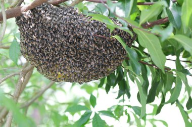 Arı kovanında çalışan bir grup küçük arı. Yaban arıları ağaçtaki sarı bal peteğine bal ve arı cilası üretir.