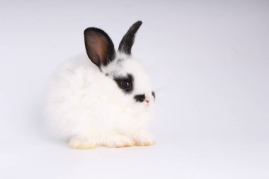 Beyaz arka planda bebek sevimli tavşan. Genç sevimli tavşan iş başında. Kabarık saçlı sevimli bir evcil hayvan. Paskalya sembol kutlama olarak tavşan var. 