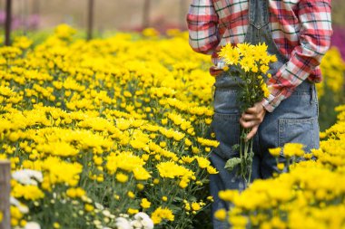 Kasımpatı tarlasında çalışan Taylandlı kadın çiftçi. Çiçek çiftliğinde kadın tarım işçisi.