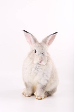 Beyaz arka planda gri küçük yavru tavşan. Sevimli gri genç tavşan iş başında