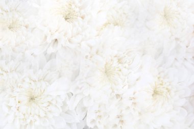 Beyaz küçük krizantem, yeşil sapları ile yumuşak ve temiz yaprakları. Güzel çiçeklenme flora bahçe