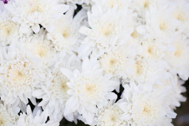 Beyaz küçük krizantem, yeşil sapları ile yumuşak ve temiz yaprakları. Güzel çiçeklenme flora bahçe