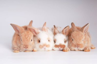 Beyaz arka planda bebekler sevimli tavşanlar. Genç sevimli bunnies eylem. Kabarık saçlı sevimli evcil hayvanlar. Paskalya güzel küçük tavşan