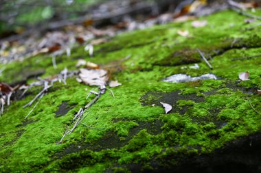 Yeşil yosun sulak alanda yerde. Yağmur ormanları yeşil için uygun iklime sahiptir. Küçük bitki büyümesini emer..