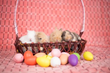 Renkli Paskalya yumurtaları olan yeni doğmuş tavşanlar.