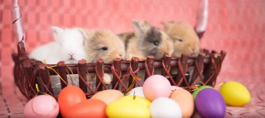 Renkli Paskalya yumurtaları olan yeni doğmuş tavşanlar.