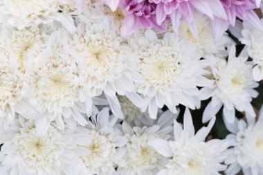 Beyaz küçük krizantem, yeşil sapları ile yumuşak ve temiz yaprakları. Güzel çiçeklenme flora bahçe