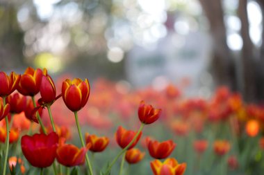 Renkli ve güzel yeşil yapraklı taze laleler. 