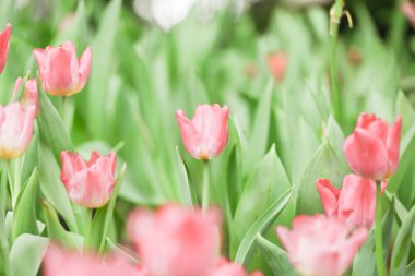 Renkli laleler alanı, yeşil yaprakları ve arka plan olarak bulanık çiçekler ile yaz çiçekleri