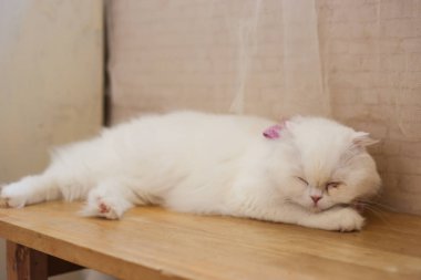 İngiliz kedisi, İskoç sürüsü, yerde yatan İran kedisi. Kısa saç kedisi, ünlü hayvan. Odada rahatla.