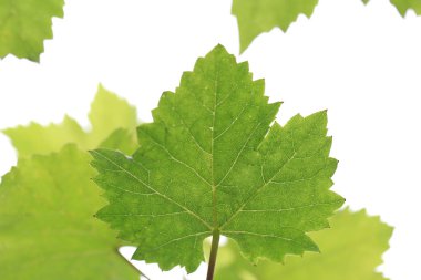 Üzüm çiftliğinde taze çiğ ve yeşil üzüm yaprakları.