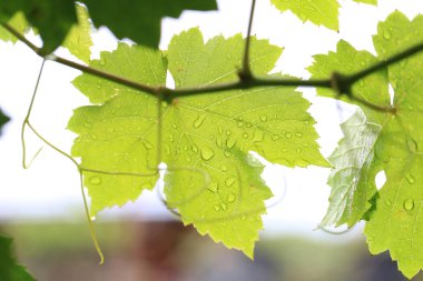 Üzüm çiftliğinde taze çiğ ve yeşil üzüm yaprakları.