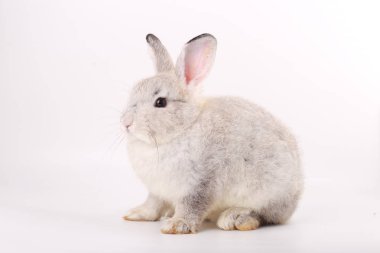 Beyaz arka planda gri küçük yavru tavşan. Sevimli gri genç tavşan iş başında