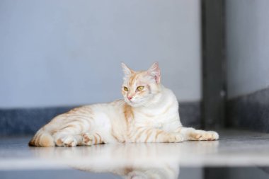 Turuncu ve kahverengi çizgili sevimli ve sevimli kedi kestiriyor. Tatlı kedicik yere uzanıyor. 