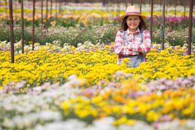 Kasımpatı tarlasında çalışan Taylandlı kadın çiftçi. Çiçek çiftliğinde kadın tarım işçisi.