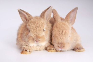 Beyaz arka planda bebekler sevimli tavşanlar. Genç sevimli bunnies eylem. Kabarık saçlı sevimli evcil hayvanlar. Paskalya güzel küçük tavşan