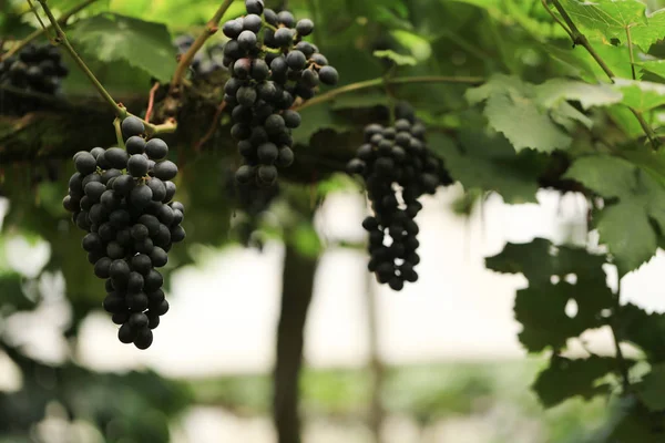 Closeup Uvas Plantas Com Folhas Verdes Raízes Vermelhas Uvas Frescas — Fotografia de Stock