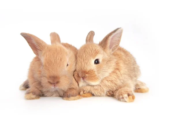 Bebés Adorables Conejos Sobre Fondo Blanco Jóvenes Conejitos Lindos Acción —  Fotos de Stock