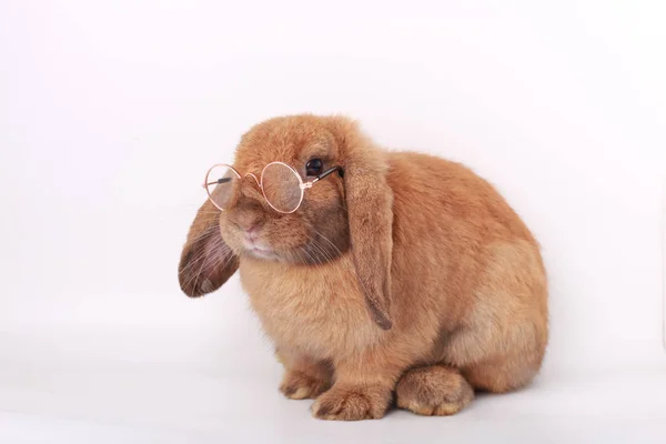 棕色的小兔子 白色背景的可爱的小兔子 — 图库照片