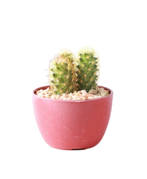 Succulent Cactus Potted Cactus Which House Plant Small Plastic Pot — Stock Photo, Image