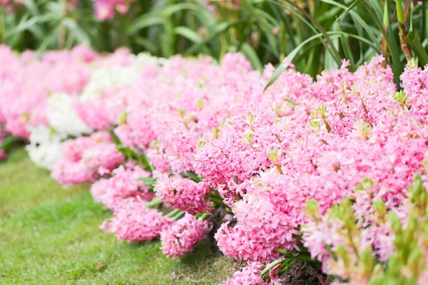 Hyacinter Trädgården Rosa Vit Lila Wonder Luktat Blommor Planterade Liten — Stockfoto