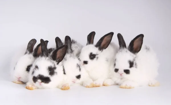 Beyaz Arka Planda Bebekler Sevimli Tavşanlar Genç Sevimli Bunnies Eylem — Stok fotoğraf